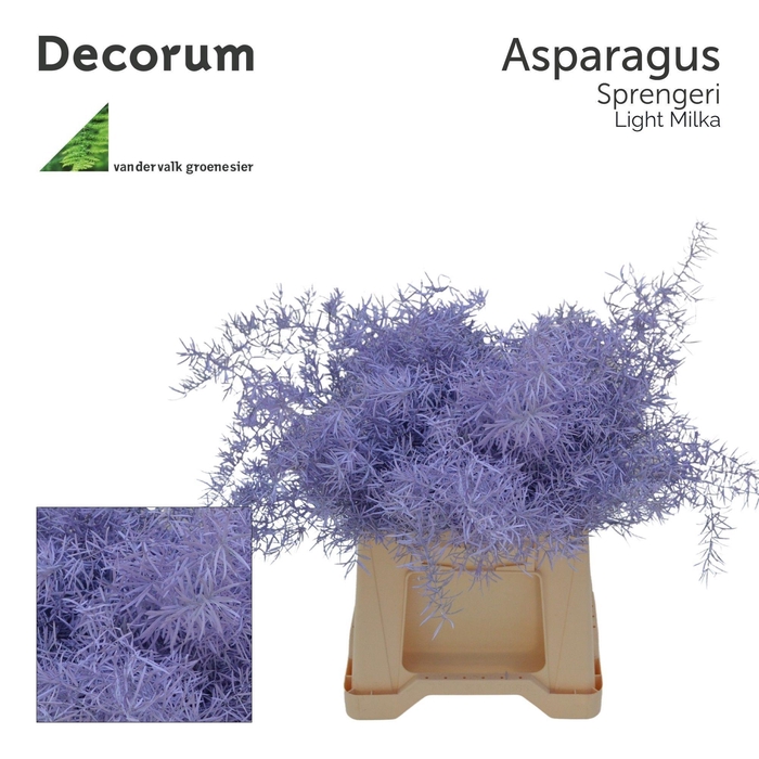 <h4>Asp sprengeri Light milka</h4>