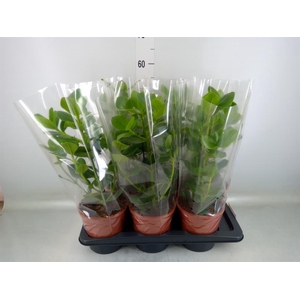 Clusia rosea 'Princess'