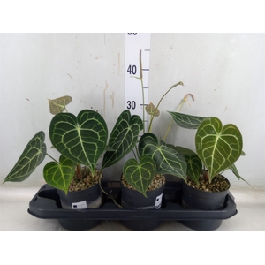 Anthurium clarinervium