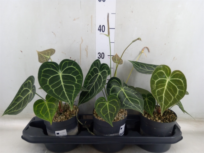 <h4>Anthurium clarinervium</h4>