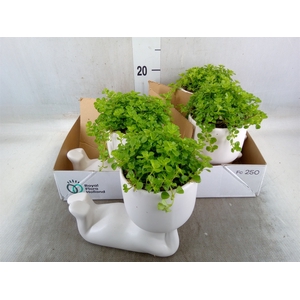 Arr.   Kamerplant Groen L%