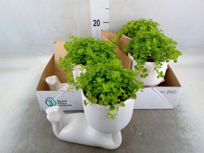 <h4>Arr.   Kamerplant Groen L%</h4>