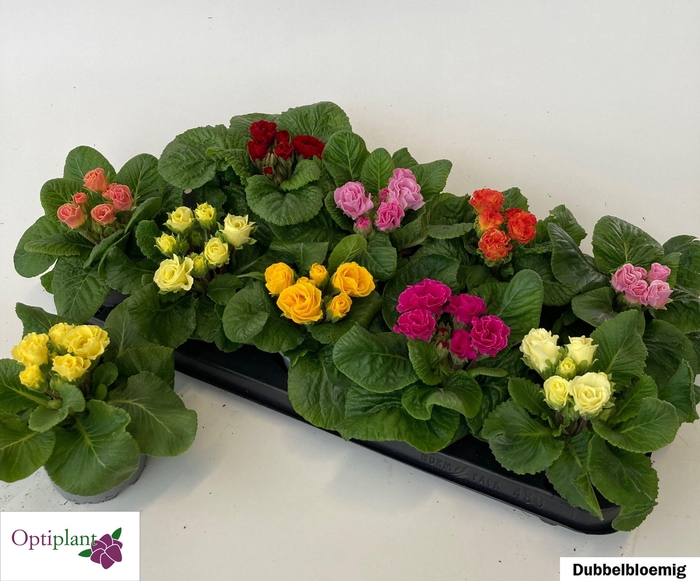 <h4>PRIM AC GEM</h4>