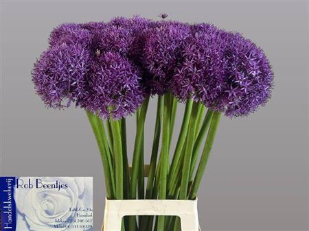<h4>Allium Globemaster Extra</h4>