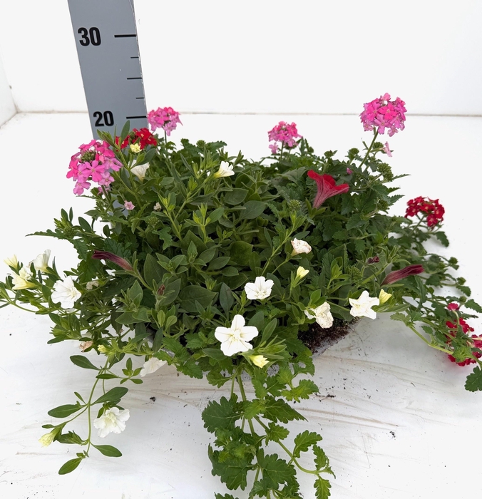 <h4>PERKPL GEM IN POT</h4>