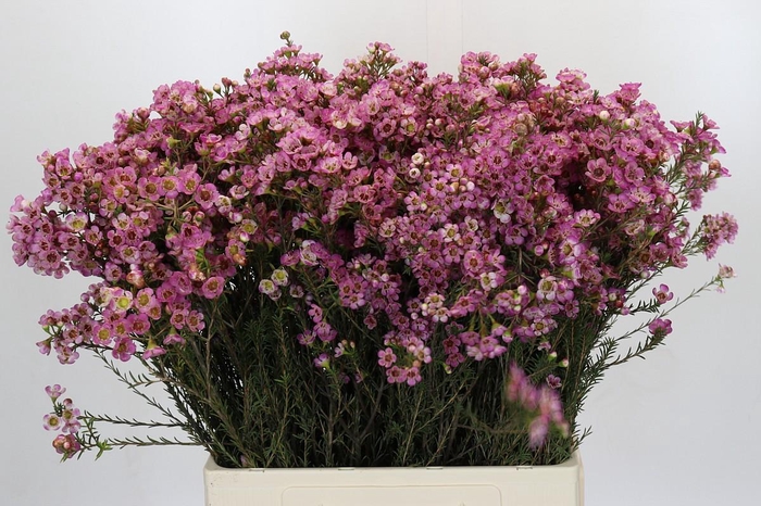 <h4>Chamelaucium Adi</h4>