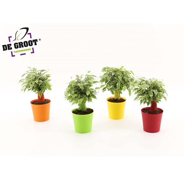 <h4>Ficus benjamina Kinky Ton-Sur-Ton</h4>