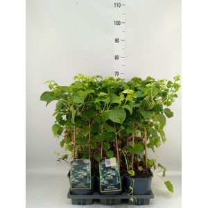 Hydrangea anomala subsp. petiolaris