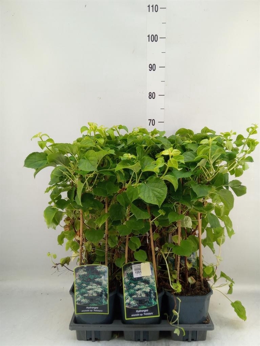 <h4>Hydrangea anomala subsp. petiolaris</h4>