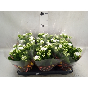 Kalanchoe blos. 'Calandiva Whites'