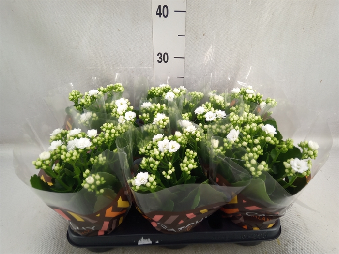 Kalanchoe blos. 'Calandiva Whites'