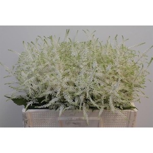 Astilbe Washington Rutgrink