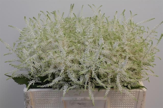<h4>Astilbe Washington Rutgrink</h4>
