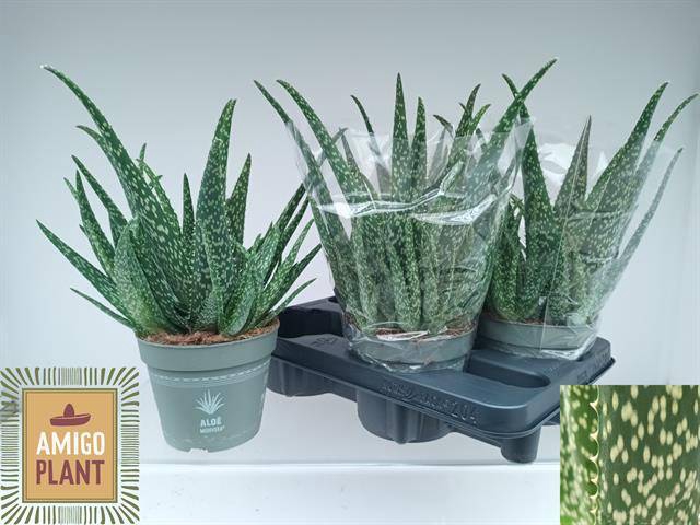 <h4>ALOE VERA</h4>