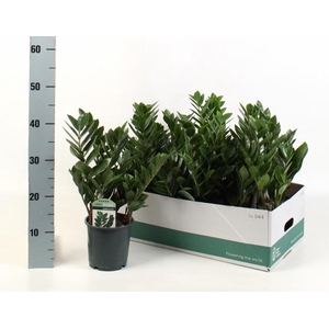 ZAMIO ZAMIIFOLIA