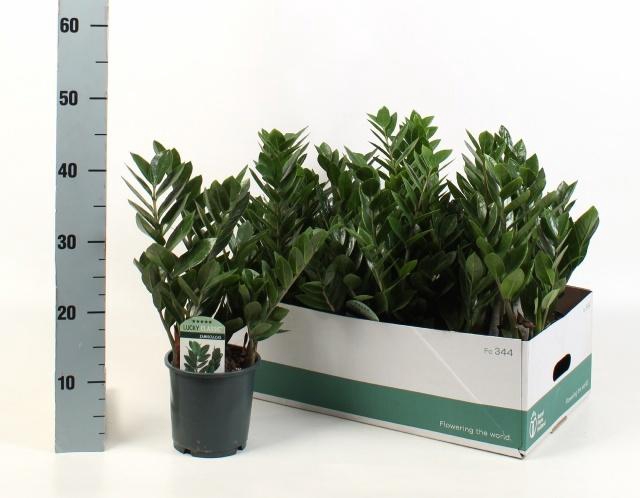 <h4>ZAMIO ZAMIIFOLIA</h4>