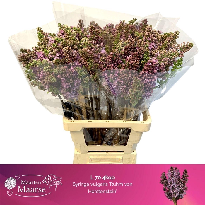 <h4>Syr V R V Horstenst</h4>