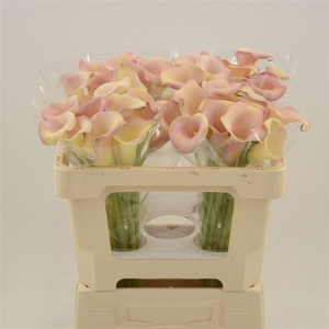 Calla Royal Salsa