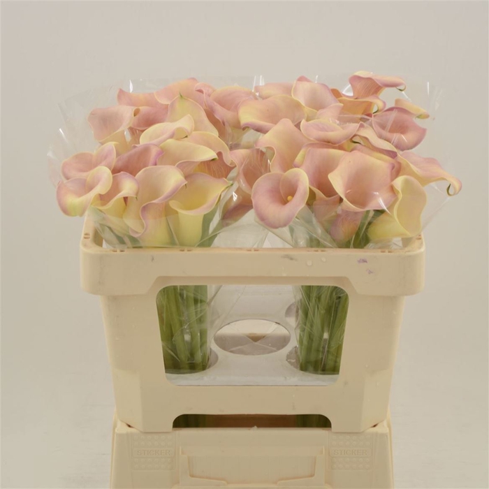 <h4>Calla Royal Salsa</h4>