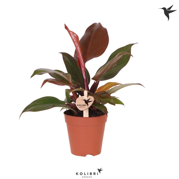 <h4>Kolibri Greens Philodendron Sun red</h4>