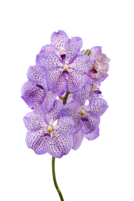 <h4>Vanda Spot Mauve X16</h4>