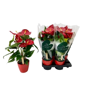 Anthurium rood keramiek 14cm