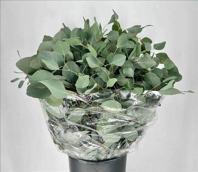 Euc. Populus Leaf (per stem)
