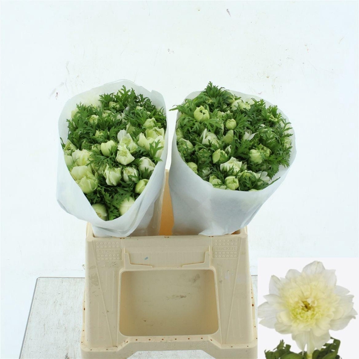 <h4>ANEM CO LEV BIANCO</h4>