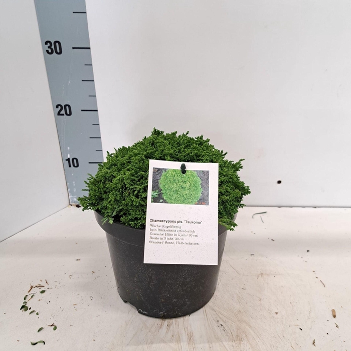 <h4>Chamaecyparis</h4>
