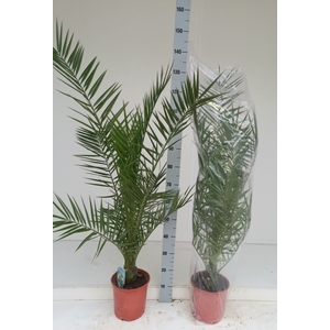 PHOENIX CANARIENSIS