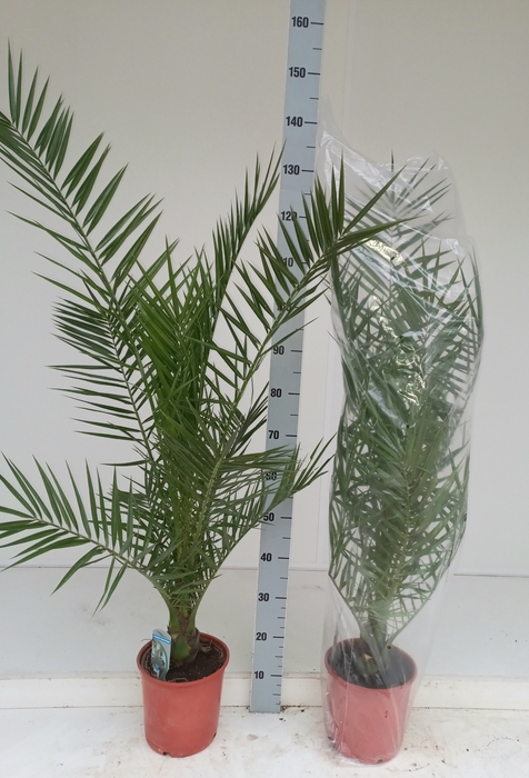 <h4>PHOENIX CANARIENSIS</h4>