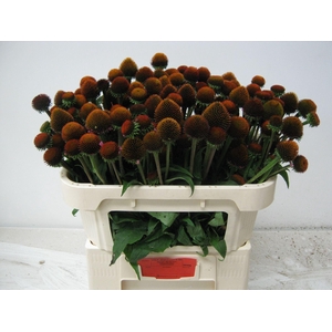 ECHINACEA PURP. 'LEUCHTSTERN'