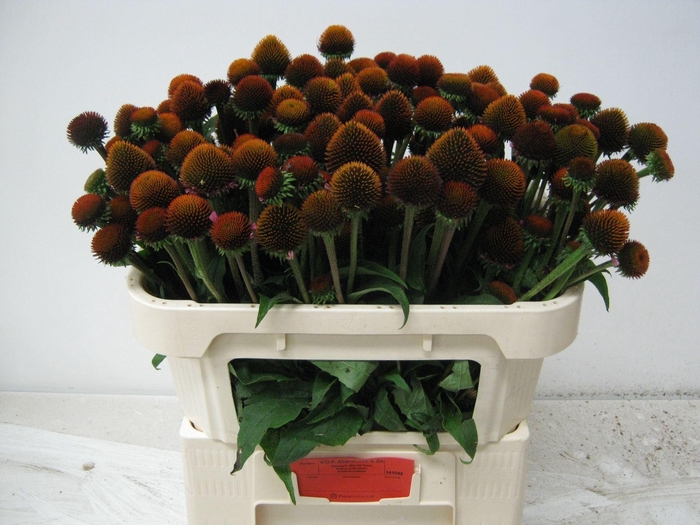 <h4>ECHINACEA PURP. 'LEUCHTSTERN'</h4>