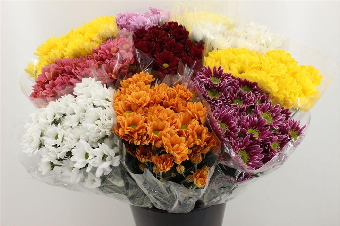 <h4>Boeket Mono Chrysant Mix</h4>