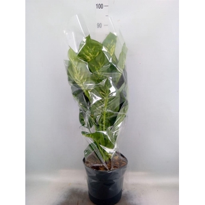 Dieffenbachia seg. 'Reeva'
