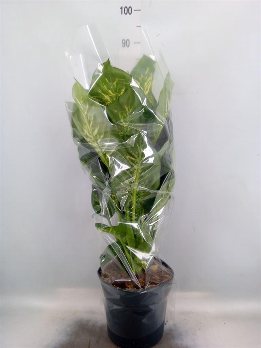 <h4>Dieffenbachia seg. 'Reeva'</h4>