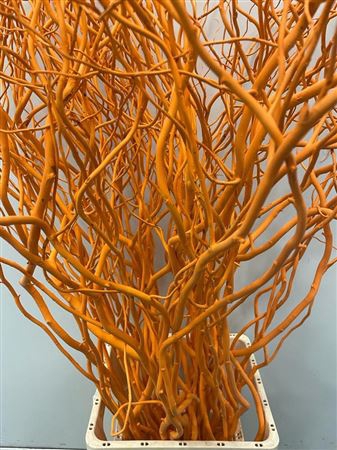 <h4>Salix 130cm Orange</h4>