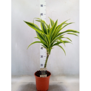 Dracaena fr de 'LemonLime'