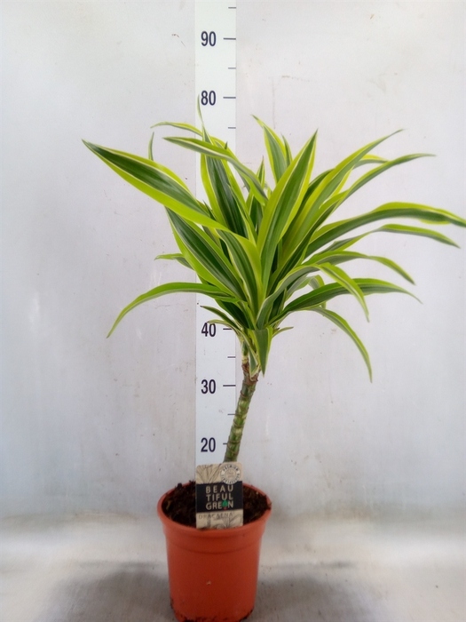 <h4>Dracaena fr de 'LemonLime'</h4>
