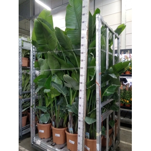 Strelitzia nicolai