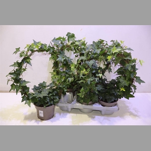 Hed He Ov Groen Mirror D30cm