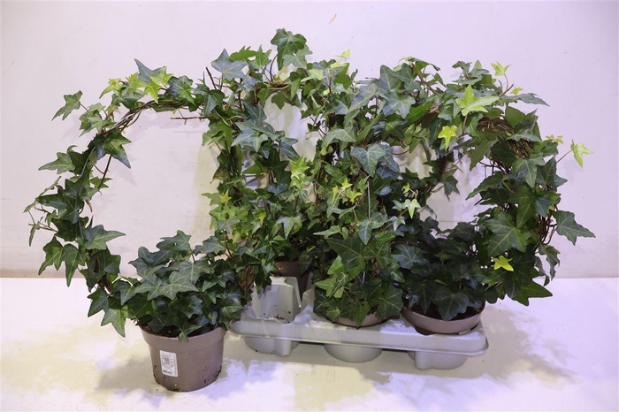 <h4>arr8 Hed He Ov Groen Mirror D30cm</h4>