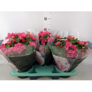 Begonia elat. EN 'Betulia Candy'