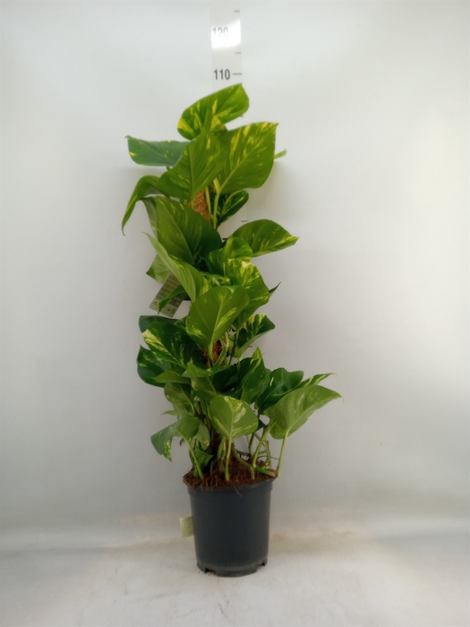 <h4>Epipremnum pinn.   ...moss stick</h4>