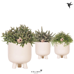 Kolibri Greens Rhipsalis mix in Gummy pot travertine