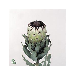 Protea Barb Niobe No Leaves