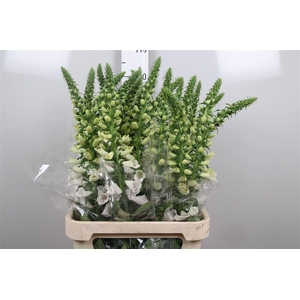 Digi Camelot White