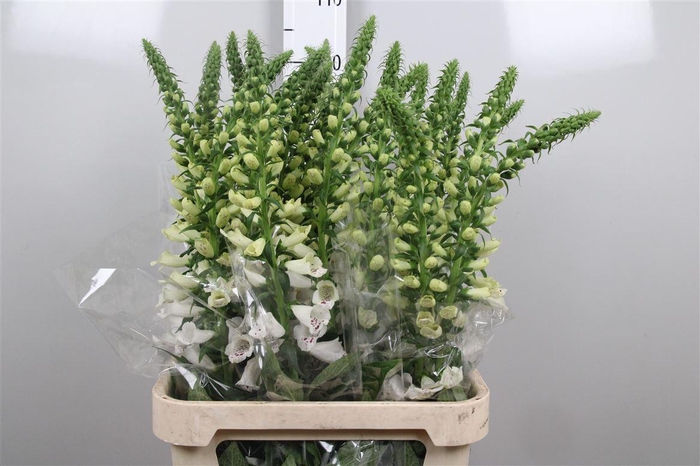 <h4>Digi Camelot White</h4>