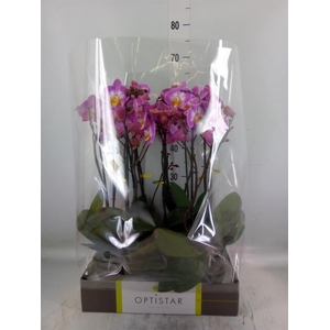 Phalaenopsis   ...lilac