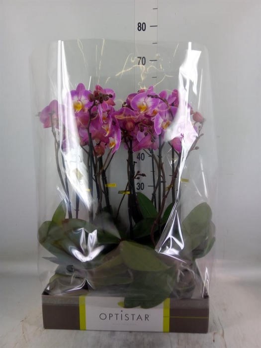 <h4>Phalaenopsis   ...lilac</h4>